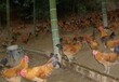 养殖技术固原鸡苗购买办万只鸡苗卵化厂成本孵化企业