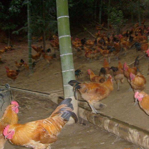 养殖技术亳州鸡苗现在价钱山东鸡苗求购孵化企业