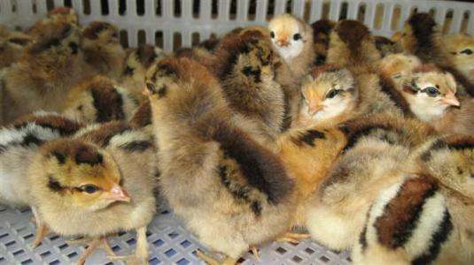养殖技术常州鸡苗价格网嘉吉鸡苗孵化厂厂家价格