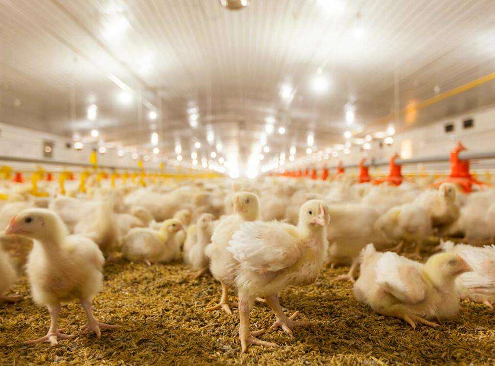 养殖技术(天门鸡苗价钱批发-817鸡苗采食量计算+厂家价格