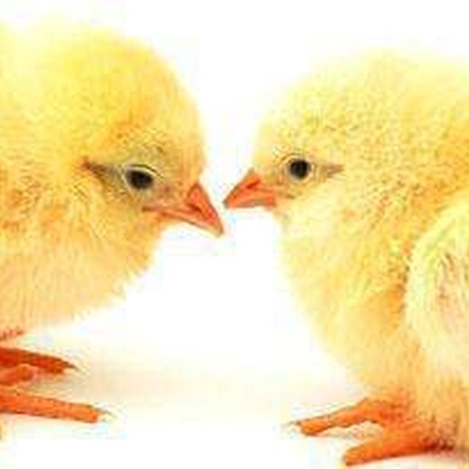 双河鸡雏价格-用电卵蛋鸡出鸡苗吗