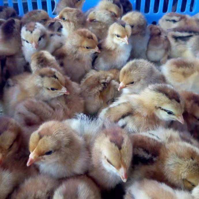养殖技术乌海鸡苗价钱变换顺隆鸡苗孵化厂地址孵化企业