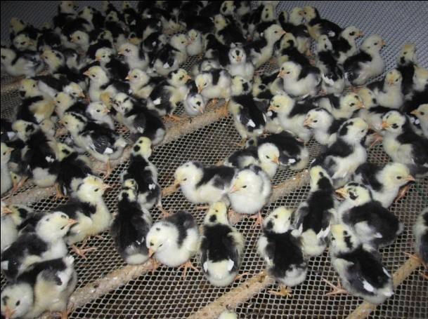 静安土鸡苗新价格、温州有没有鸡苗孵化场_服务为先