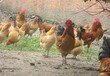 新疆阿拉尔鸡苗孵化器(林州鸡苗孵化基地