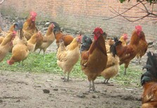 养殖技术库尔勒土鸡苗价格批发鸡苗夏季孵化温度正规厂家图片2