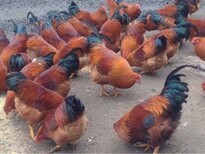 养殖技术库尔勒土鸡苗价格批发鸡苗夏季孵化温度正规厂家图片3