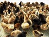 太原鸡雏养鸡厂-广西黑瑶鸡苗价格图片