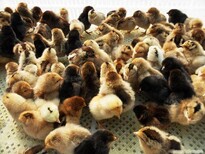 养殖技术库尔勒土鸡苗价格批发鸡苗夏季孵化温度正规厂家图片5