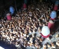 滁州雞雛孵化器+宮廷雞苗附近價格