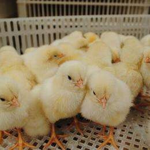 养殖技术(阿泰勒土鸡苗种蛋-北京海兰鸡苗价格+正规企业