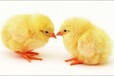 养殖技术牡丹江鸡苗养殖厂家四个月鸡苗免费咨询电话