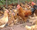养殖技术大丰鸡苗价格出售鸡苗运输放豆芽厂家报价