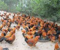 濟南雞苗養殖+北京油雞苗孵化公司