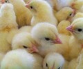 养殖技术乌兰察布土鸡苗孵化位置藏鸡苗养殖场图片咨询方式