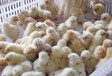 养殖技术焦作鸡苗一只价格1元1只的鸡苗全国统一供应商