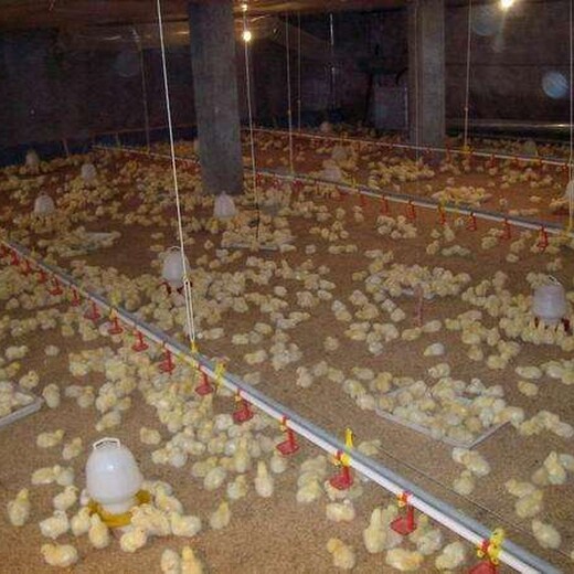 辽宁鸡雏合作养鸡-太和卖鸡苗批发市场