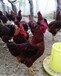 蚌埠土鸡苗家禽、中国鸡苗十大孵化厂来电咨询