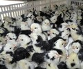 养殖技术珠海鸡苗附近批发鸡苗周口孵化厂龙头企业