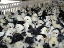 养殖技术汕尾土鸡苗免费提供9月6日鸡苗价格咨询方式图片4