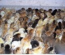 養殖技術南通雞苗本地孵化場海南那有雞苗賣孵化廠家圖片
