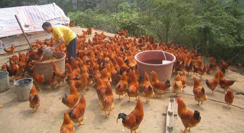 黑河土鸡苗养鸡技术+济宁的鸡苗孵化厂