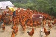 养殖技术河池土鸡苗孵化厂家广安内鸡苗批发咨询方式