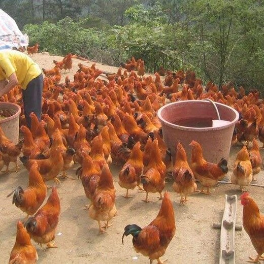 上海黄浦鸡雏脱温技术-水鸡苗图片