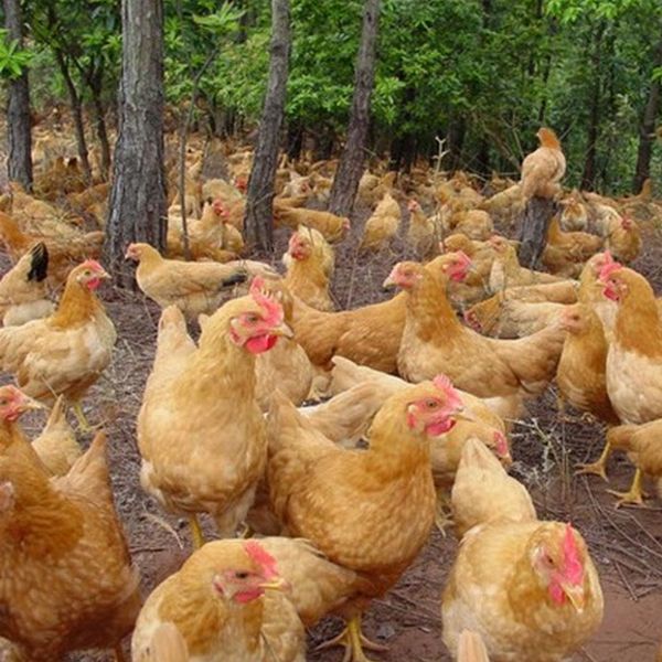 养殖技术伊犁哈萨克土鸡苗的价格聊城市笨鸡苗正规厂家