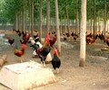 养殖技术杭州土鸡苗孵化位置昆明有鸡苗批发咨询方式