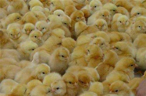 养殖技术西宁鸡苗价格变换鸡苗孵化场设备布置厂家价格