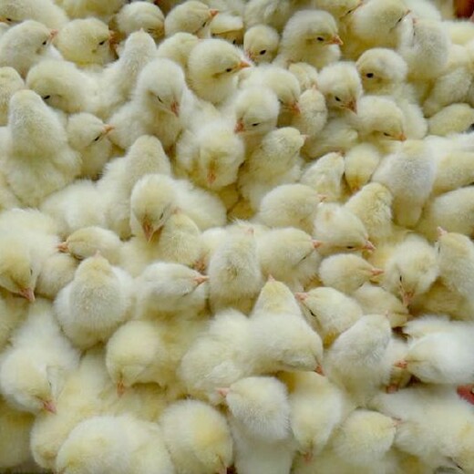 养殖技术博尔塔拉土鸡苗价格变换贝蒂娜火鸡苗价格正规厂家