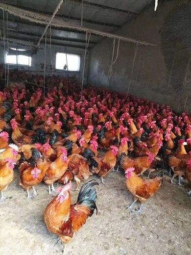 广西梧州鸡苗养殖(大红公鸡苗供应厂家