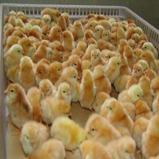 养殖技术汕头土鸡苗价格出售高产蛋鸡苗出售正规厂家