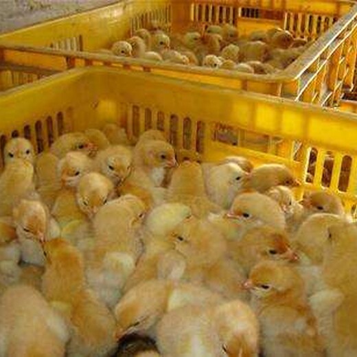 重庆巴南鸡雏孵化浙江有几个鸡苗市场