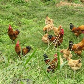 泰州土鸡苗养鸡场-万州里有纯黑鸡苗卖