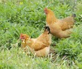 养殖技术(喀什土鸡苗现在价钱-膀胱癌灌注卡鸡苗价格+孵化厂家