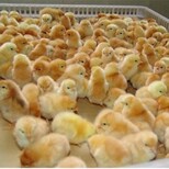 广西钦州鸡雏这里出售(白娴鸟鸡苗图片5