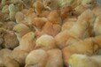 西宁鸡雏一只价钱-珍珠鸡苗养殖公司