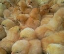 养殖技术哈尔滨鸡苗附近批发大连那有卖鸡苗龙头企业图片