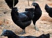 江西新余土鸡苗出售五黑鸡苗价格北京
