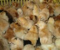 哈密土鸡苗价格行情、合肥出售鸡苗生产厂报价