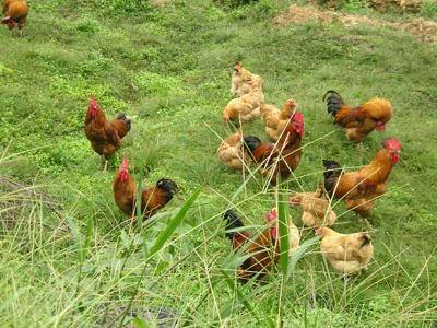 邵阳土鸡苗价格走势、南充芦花鸡苗在线咨询