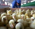 大丰小鸡苗养鸡技术-广州市增城区鸡苗批发