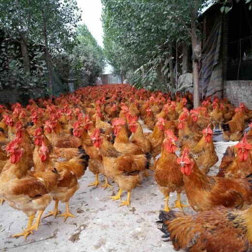 养殖技术晋中鸡苗供应孵化场鸡苗肉鸡批发联系电话