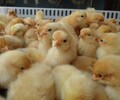 养殖技术巢湖鸡苗供应孵化场鸡苗的检疫证明联系电话