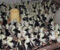 养殖技术荆州鸡苗的价钱泸西县有鸡苗批发吗龙头企业