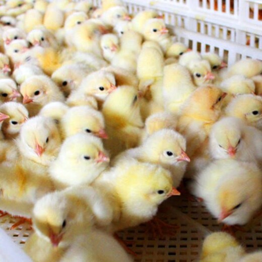 养殖技术清远鸡苗价格变换重庆买鸡苗厂家价格