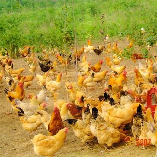 养殖技术东城土鸡苗孵化方法河南8丨7鸡苗价格厂家