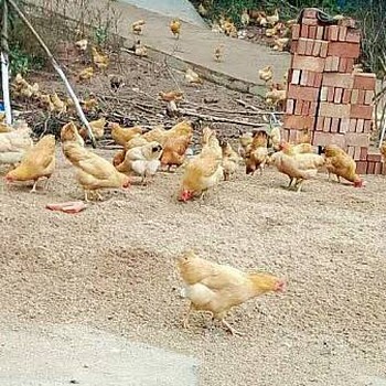 养殖技术(海拉尔土鸡苗孵化公司-江苏省大的鸡苗基地+批发商家