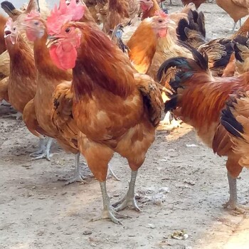 钦州土鸡苗批发便宜、潍坊地区肉食鸡苗厂家服务为先